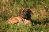 DOGUE ALLEMAND 918